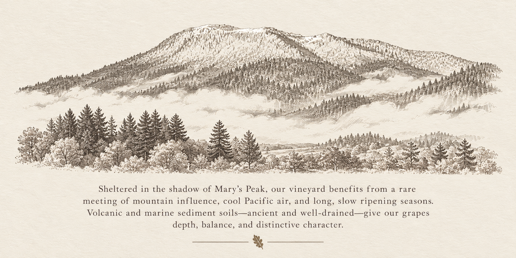 Engraved illustration inspired by Mary's Peak and surrounding forests